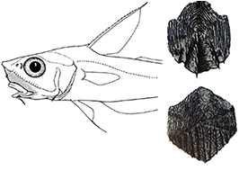 Nezumia spp sclerorhynchus_clave